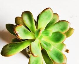 Exotic and vibrant indoor plants for sale.