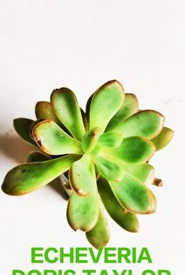 Exotic and vibrant indoor plants for sale.