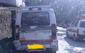 Sumo Gold for sale in Gangtok.