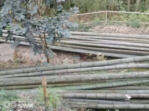 Bamboo is for sale in Sichey.