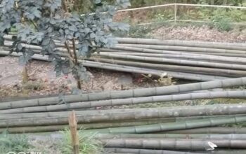 Bamboo is for sale in Sichey.