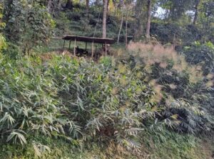 A 60 by 60 roadside land on Ahao andhari pmgsy road is for sale.