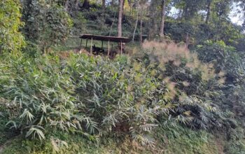 A 60 by 60 roadside land on Ahao andhari pmgsy road is for sale.