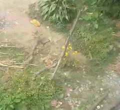 S T land for sale near Rongay old age gumpa.