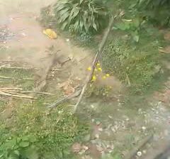 S T land for sale near Rongay old age gumpa.