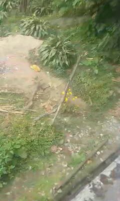 S T land for sale near Rongay old age gumpa.