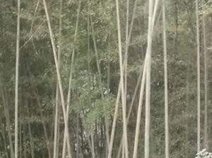 Gassi bamboo for sale in Sichey.