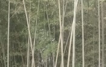 Gassi bamboo for sale in Sichey.