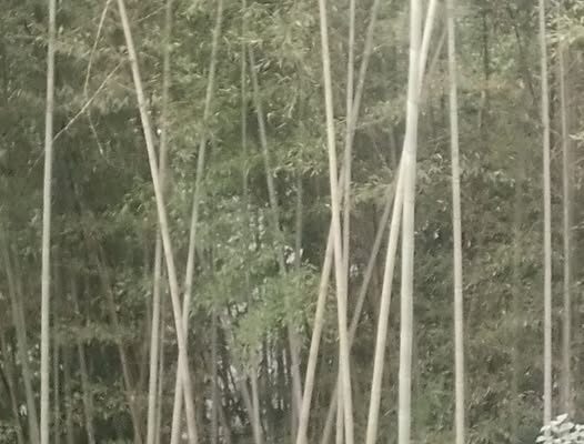 Gassi bamboo for sale in Sichey.