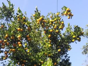 Oranges are available in Pakyong Gangtok.