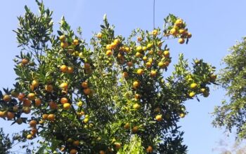 Oranges are available in Pakyong Gangtok.
