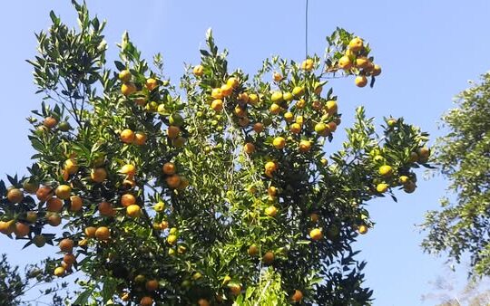 Oranges are available in Pakyong Gangtok.