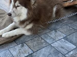 A husky wandered into a house in Sichey.
