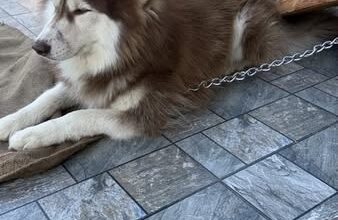 A husky wandered into a house in Sichey.