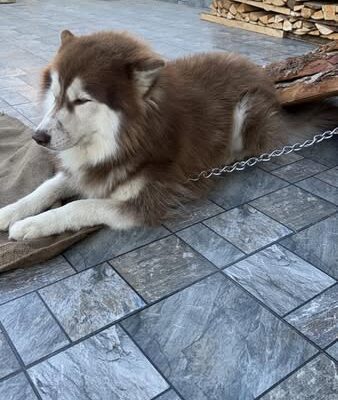 A husky wandered into a house in Sichey.