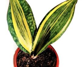 Exotic and vibrant indoor plants for sale to brighten up your living room or garden.