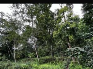 Land for sale in Pandam.