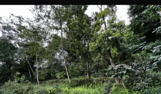 Land for sale in Pandam.
