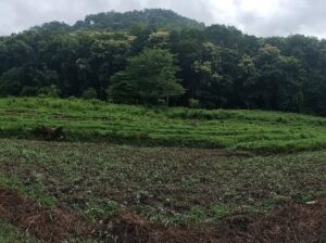 Flat Land for Sale in Majitar