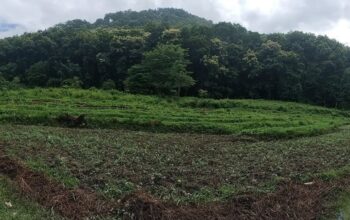 Flat Land for Sale in Majitar