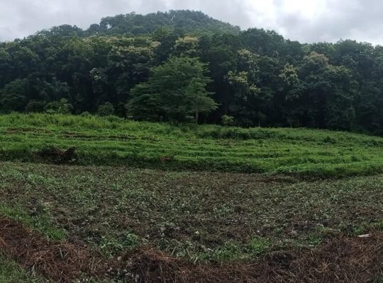 Flat Land for Sale in Majitar