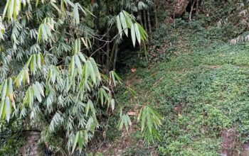 General land for sale in Rongay