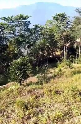 BL Flat Agriculture Land for sale in Namthang, South Sikkim.